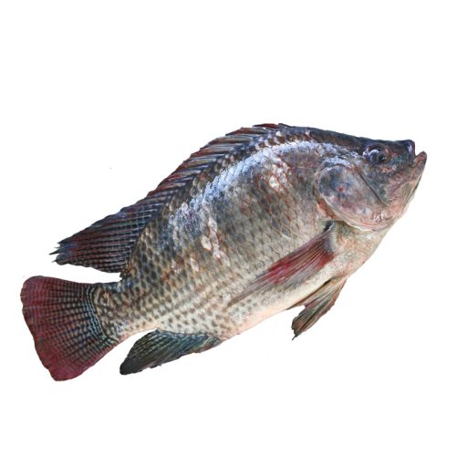 Tilapia