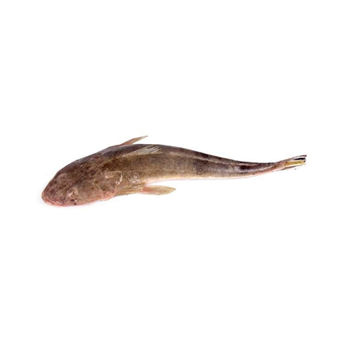 Areal Fish