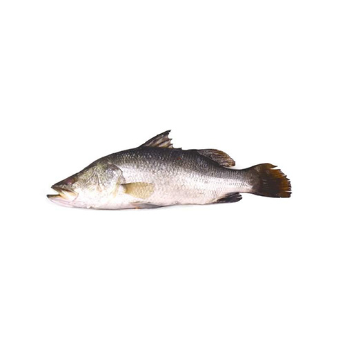 Barramundi