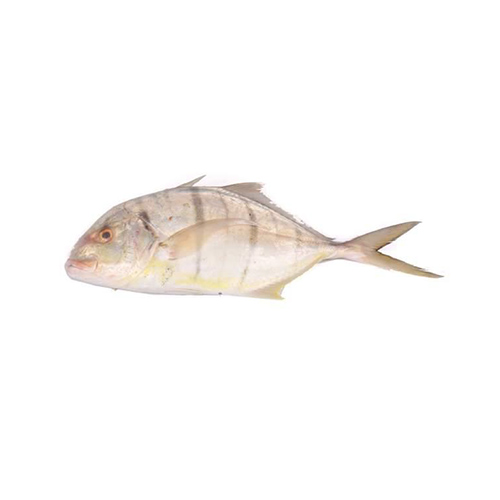 Black Banded trevally