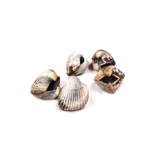 Blood Clams