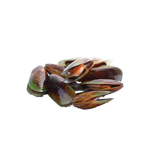 Brown Mussel