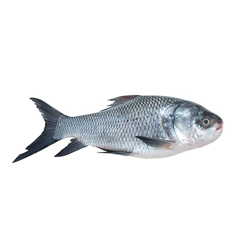 Catla