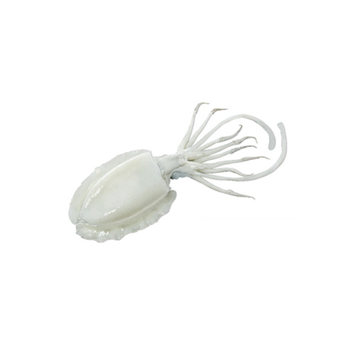 Cuttlefish