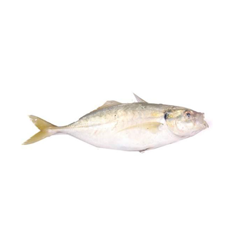 Ginnati Trevally