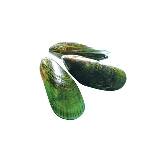 Green Mussel