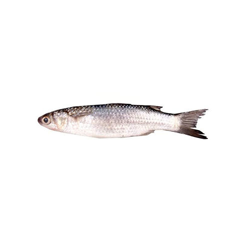 Grey Mullet