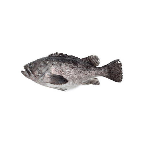 Grouper