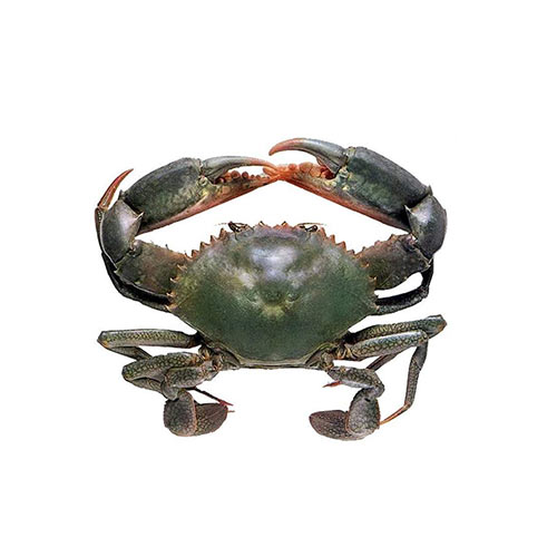 Lagoon Crab