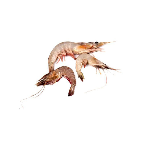 Lagoon Prawn