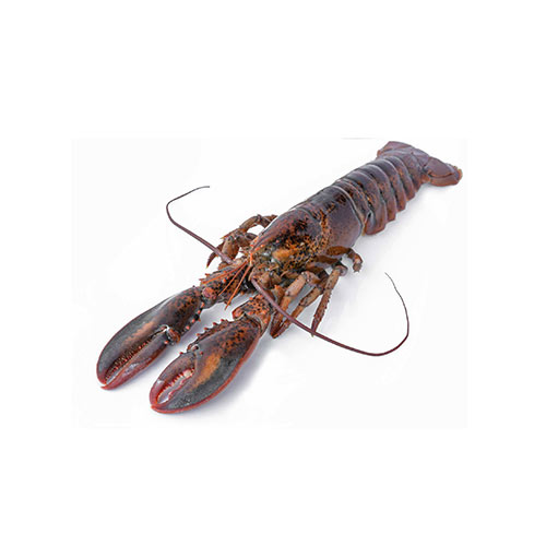 Lobster Fresh