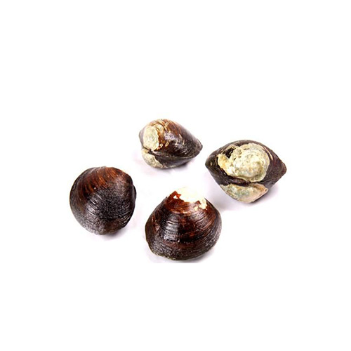 Mangrove Clams