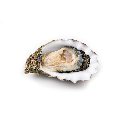 Oyster