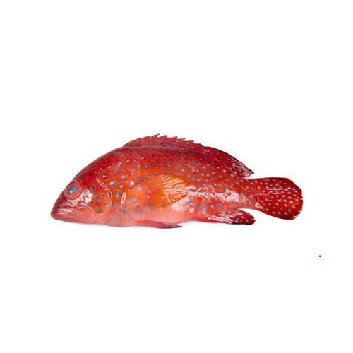 Red Grouper