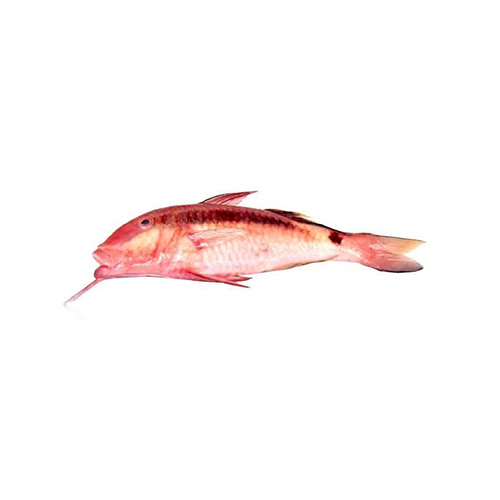 Red Mullet