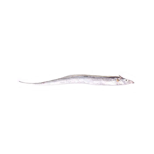 Ribbon Fish