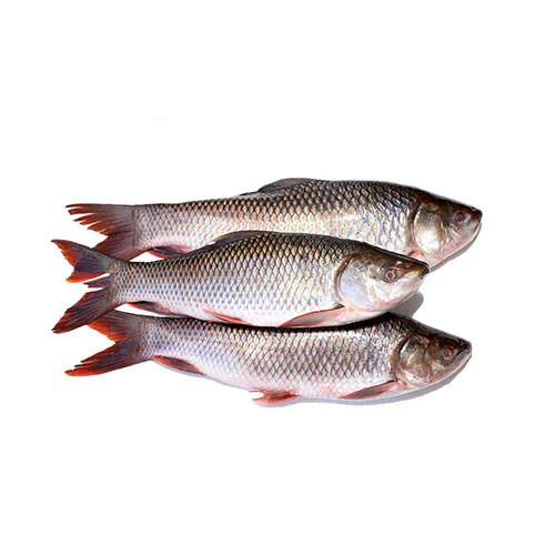 Rohu Fish