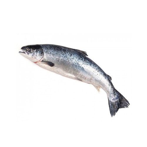 Salmon Fish (Whole)