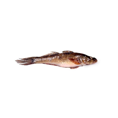 Sand Goby
