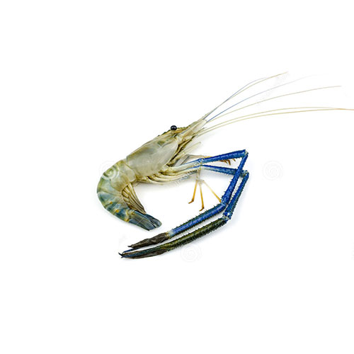 Scampi