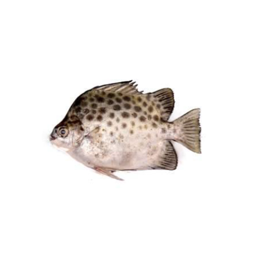 Scats