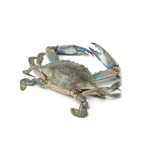 Sea Crab