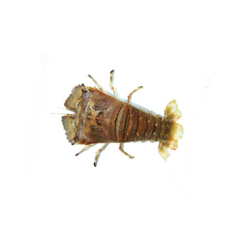 Shoe Lobster