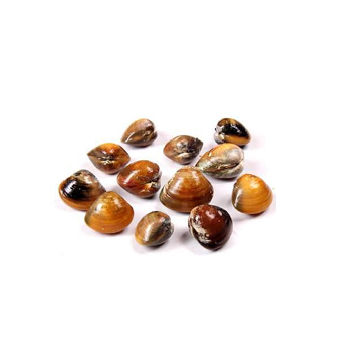 Short Neck Clam