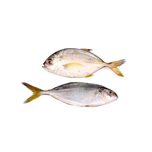 Small Trevally