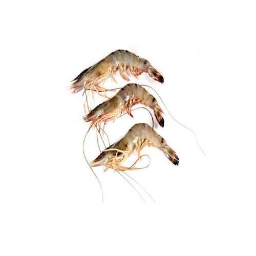 Tiger Prawn