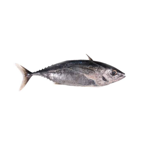 Tuna Whole