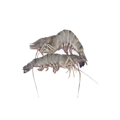 White Prawn