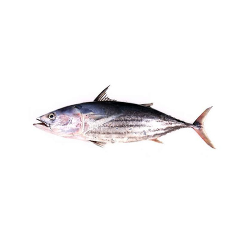 Yellow Fin Tuna