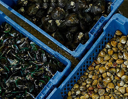 shellfish h1