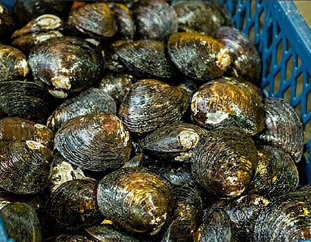 shellfish h2