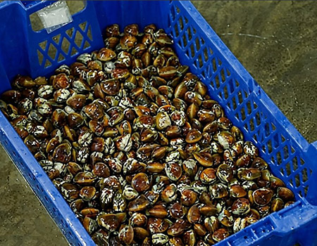 shellfish h3